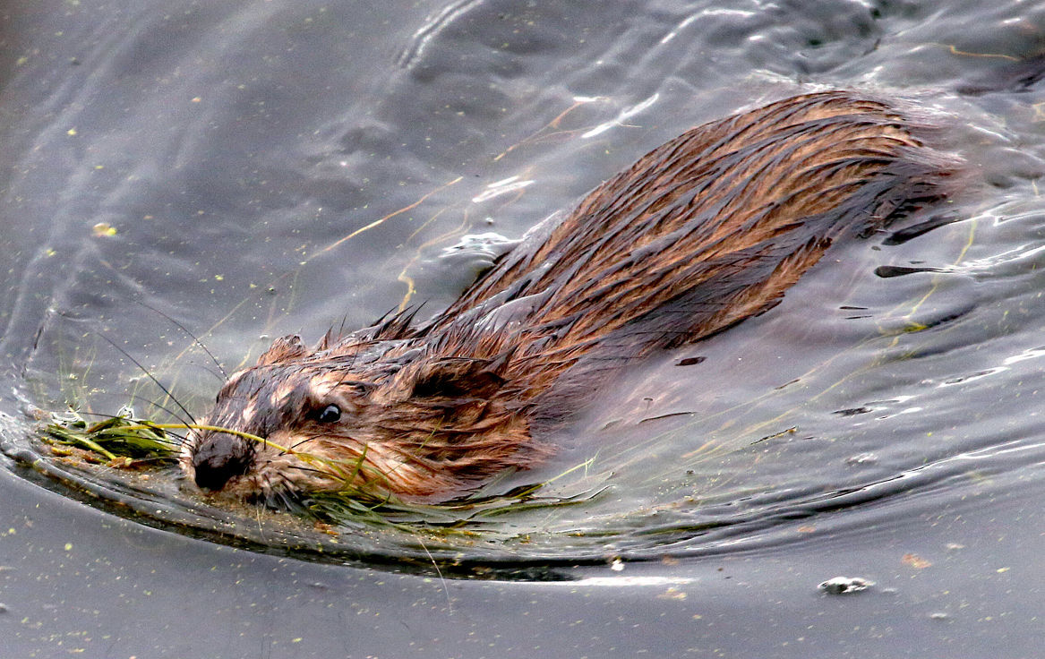 Wildlife in the La Crosse River marsh